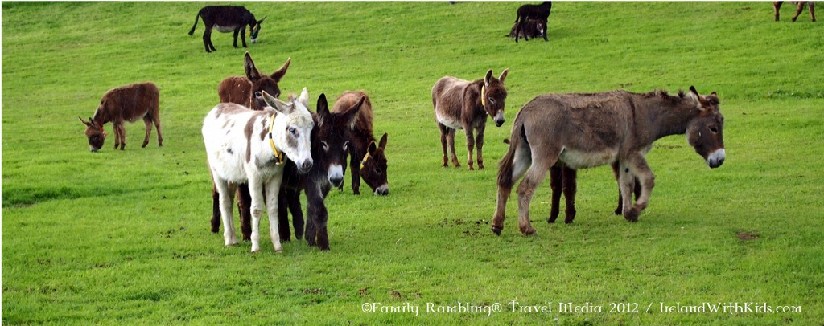 Donkey Santuary Visit